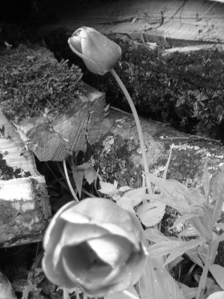 Yves Berger / Monotypes fleurs